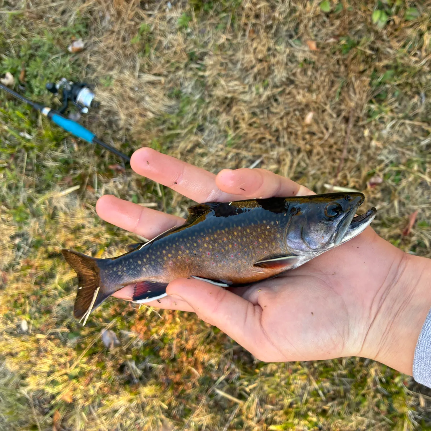 Brook trout caught on Fishbrain