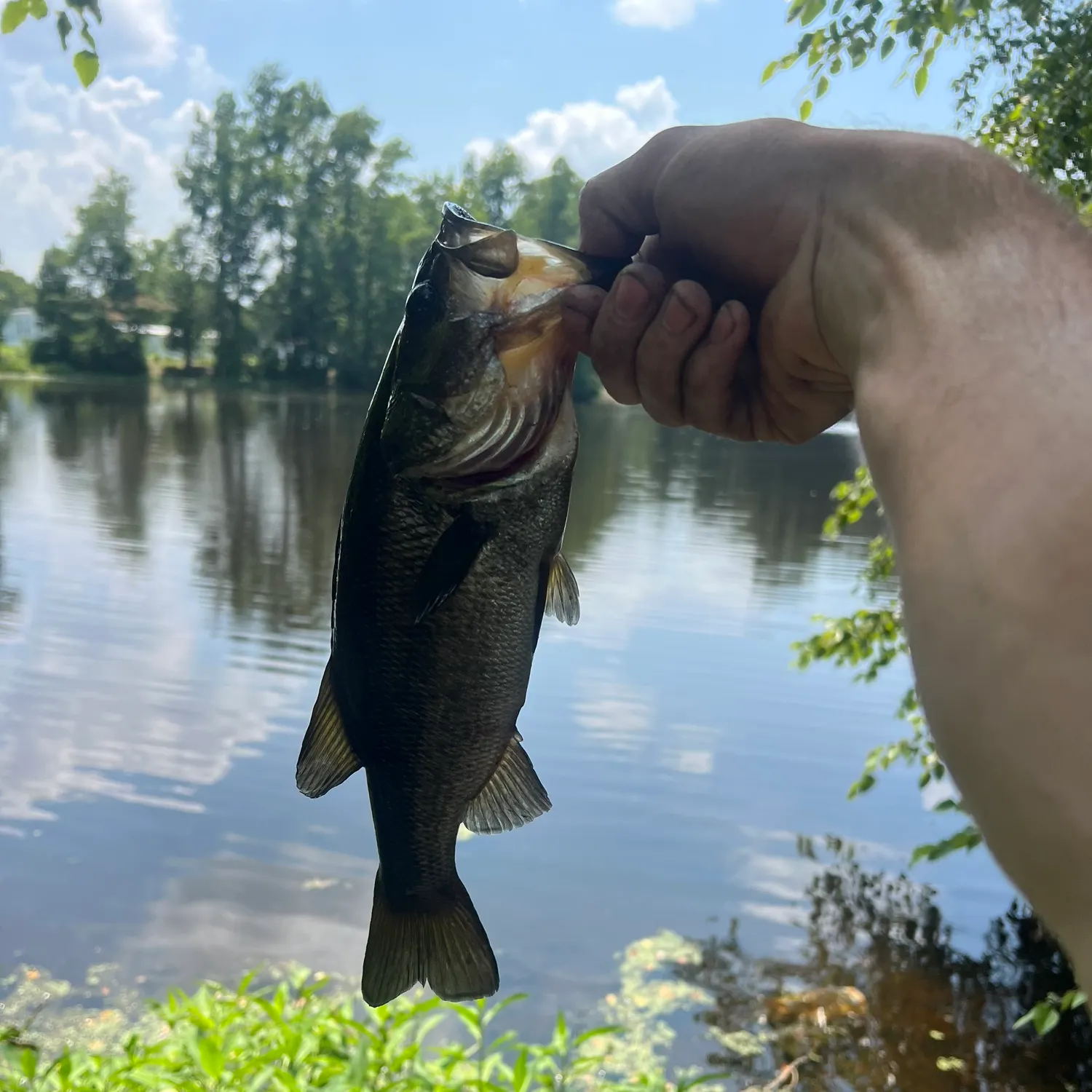 The most recent Largemouth bass catches on Fishbrain