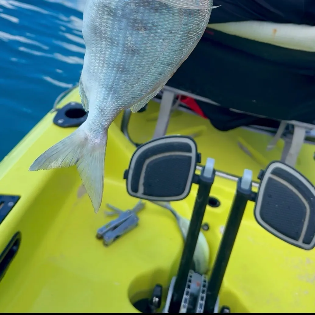 The most recent Jolthead porgy catches on Fishbrain