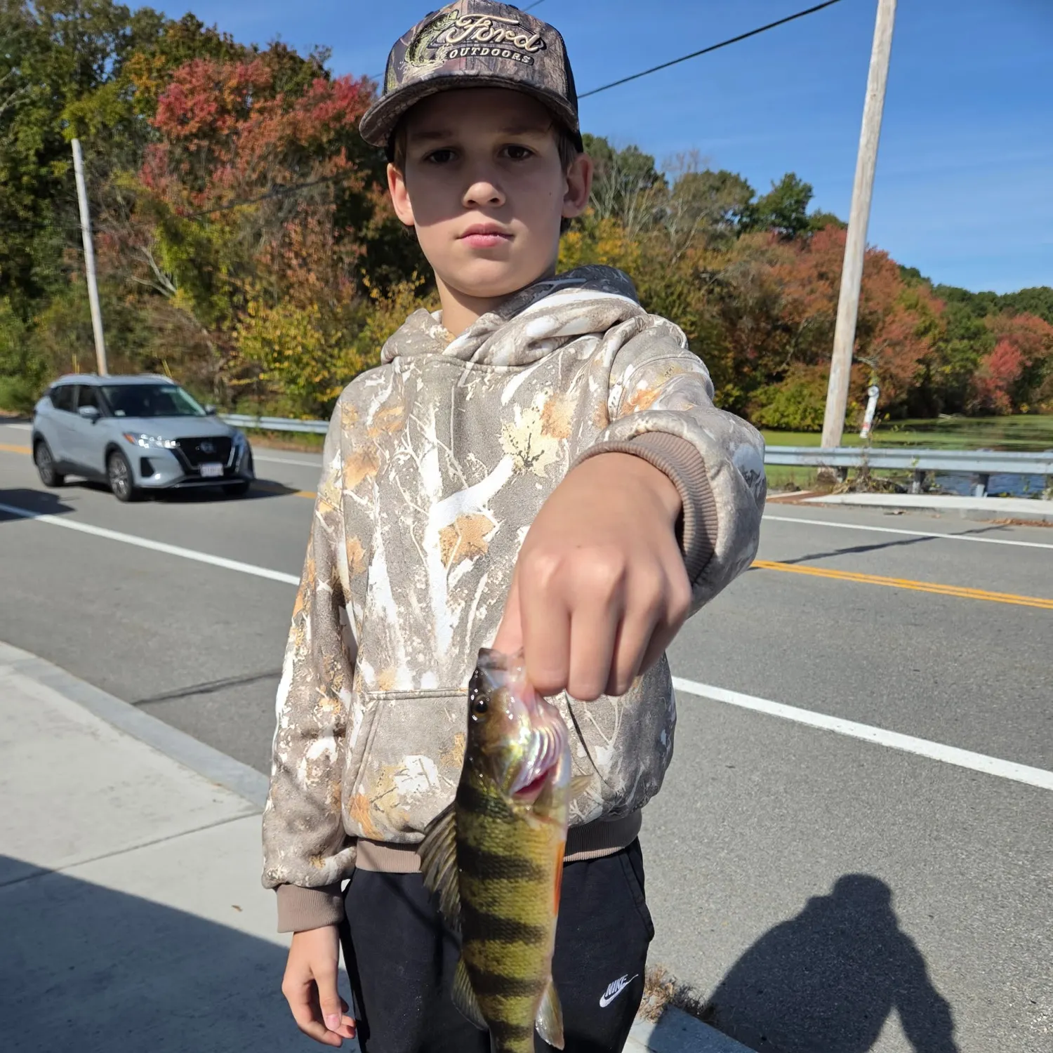 Yellow perch caught on Fishbrain