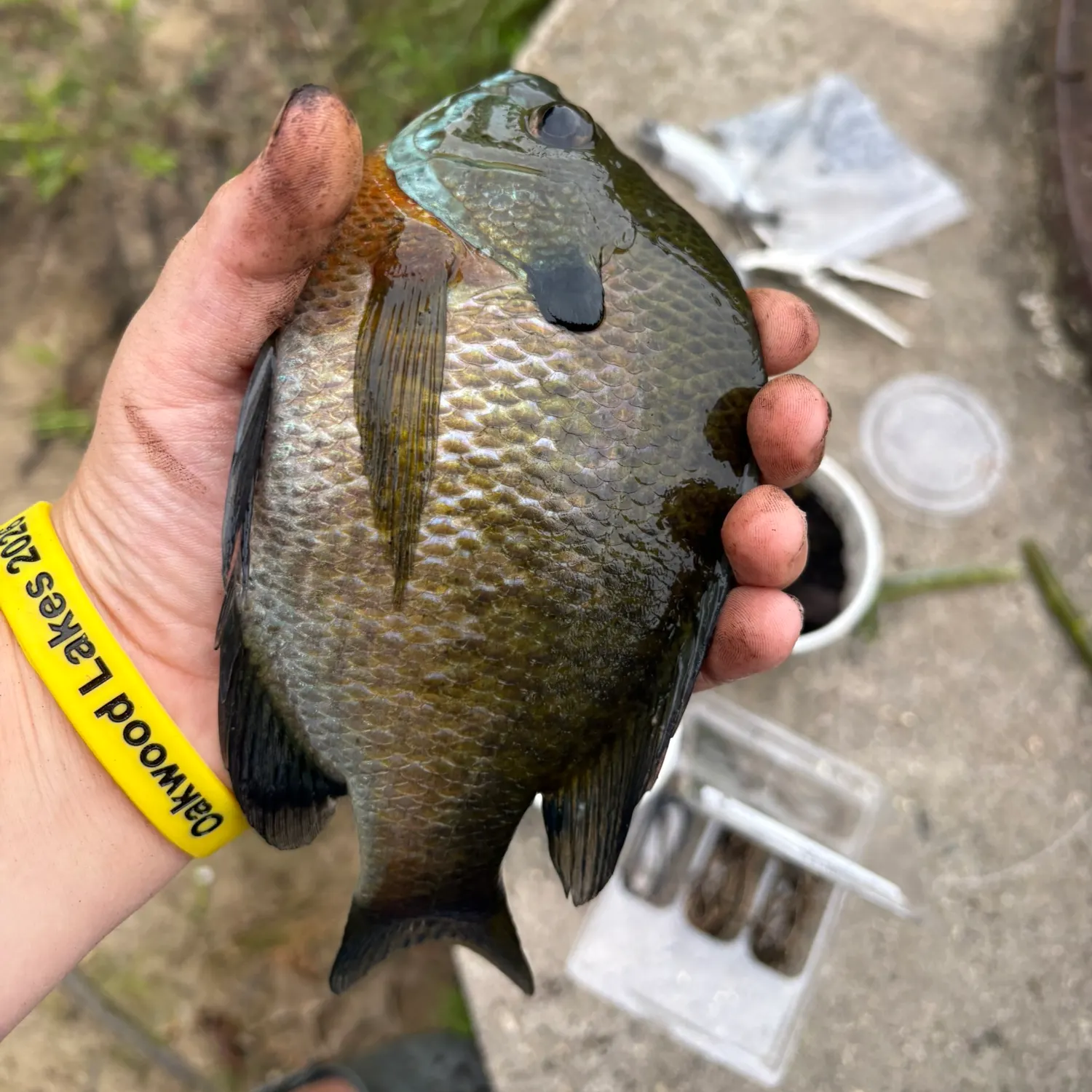 Bluegill caught on Fishbrain