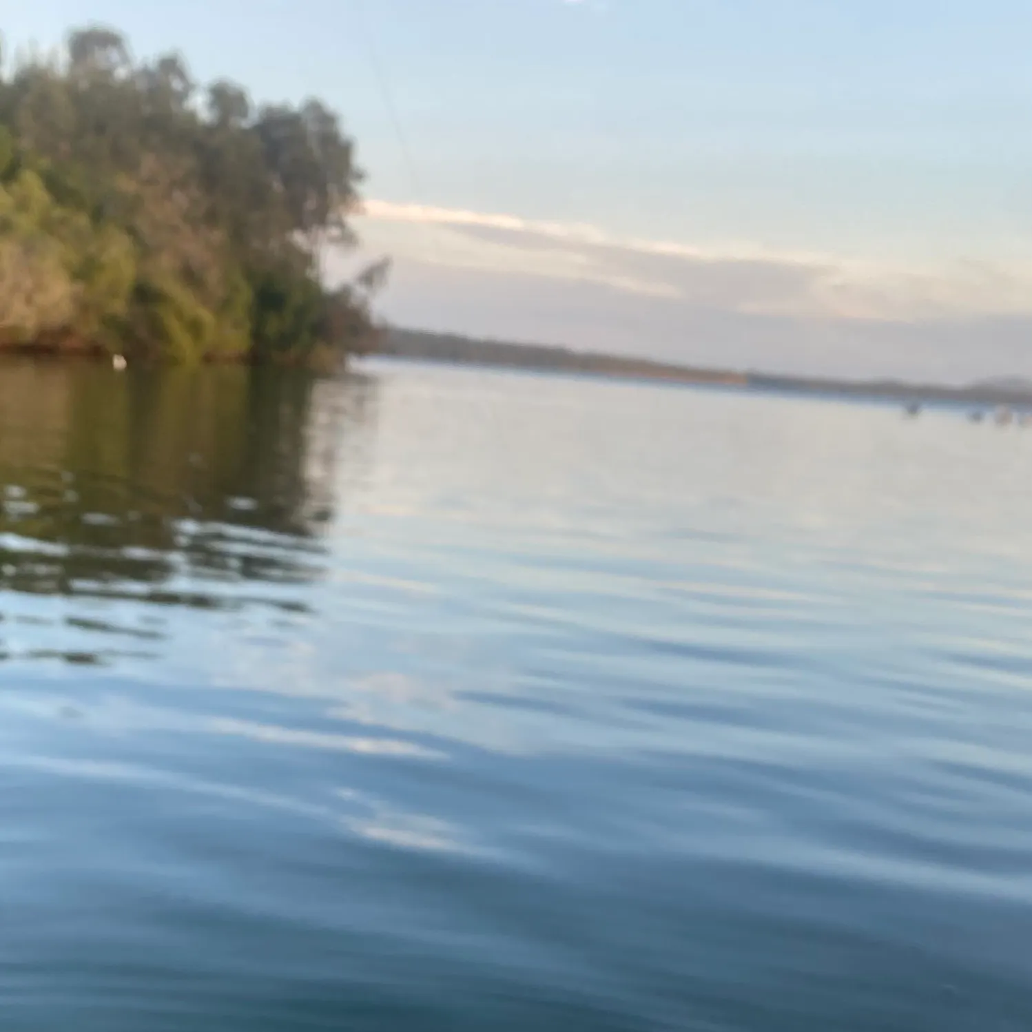 Surf bream caught on Fishbrain
