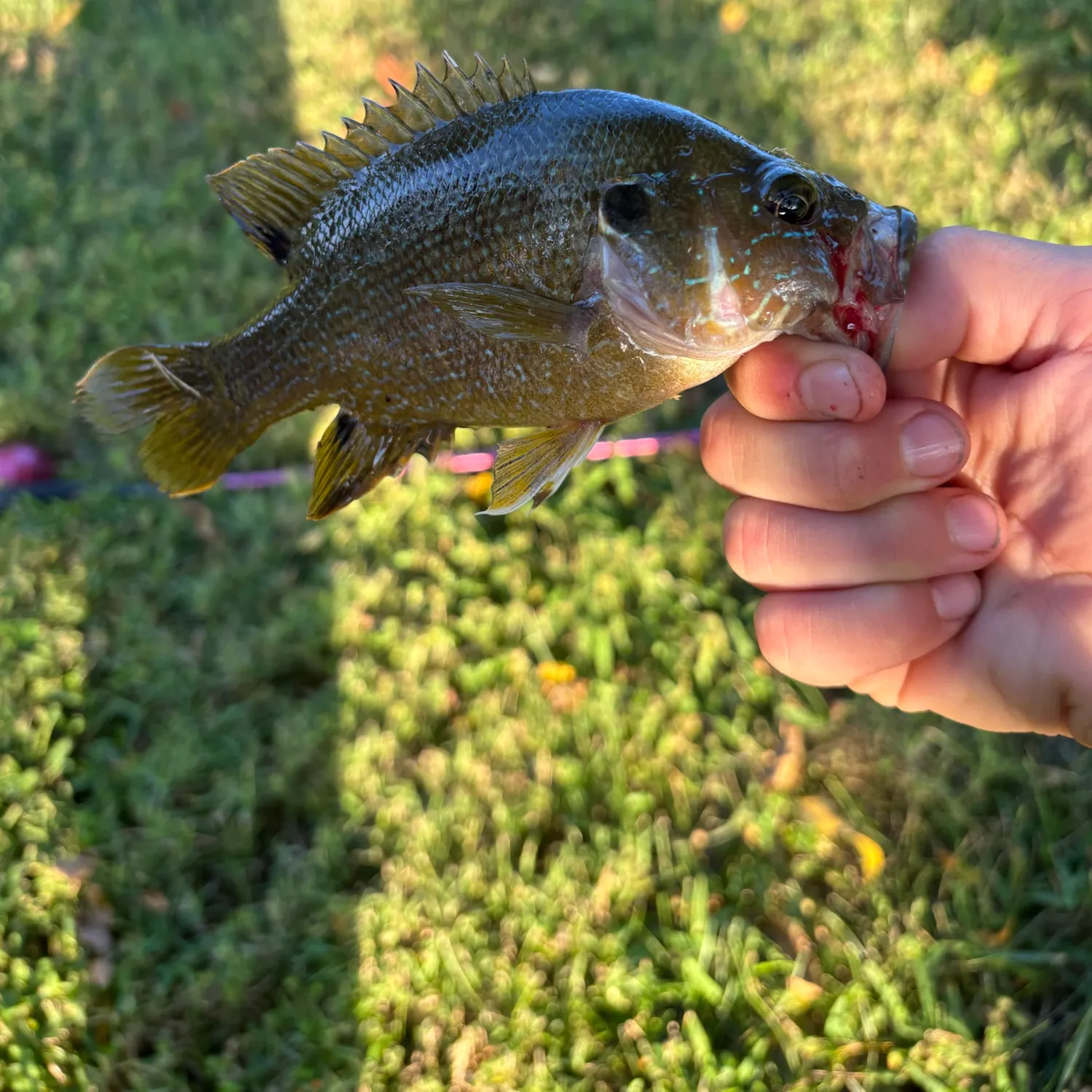 Green sunfish caught on Fishbrain