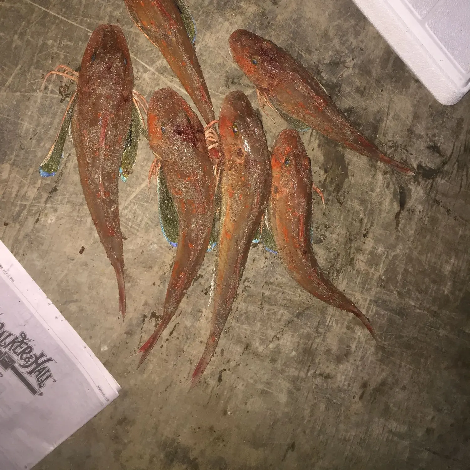 recently logged catches