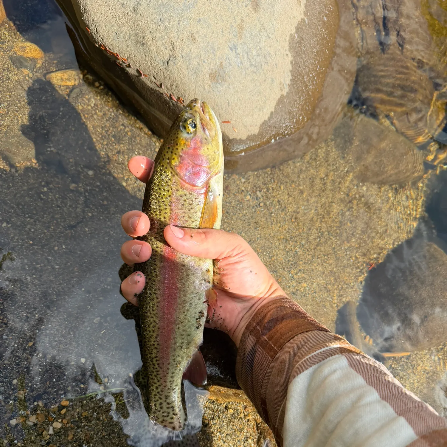 Rainbow trout caught on Fishbrain