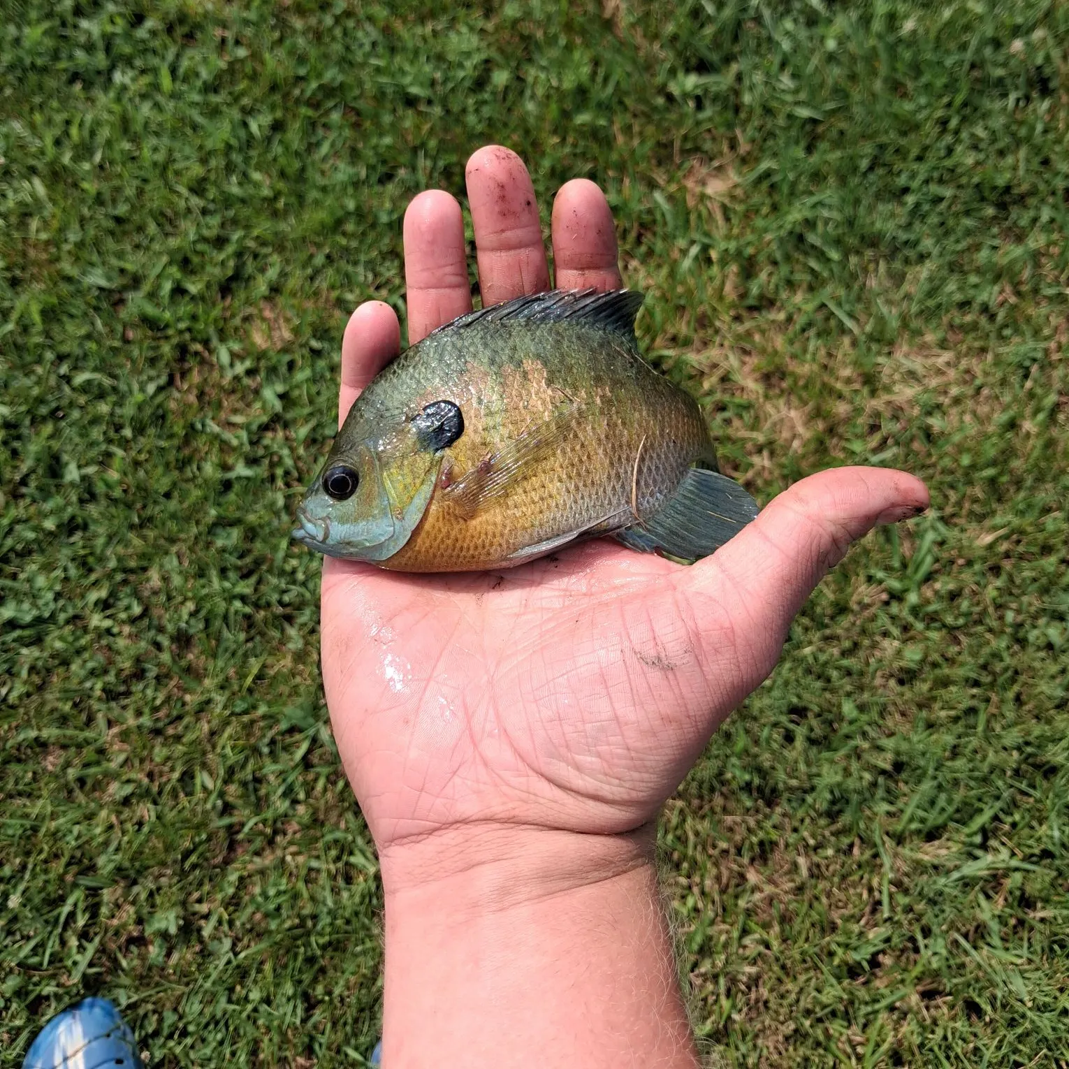 Bluegill caught on Fishbrain