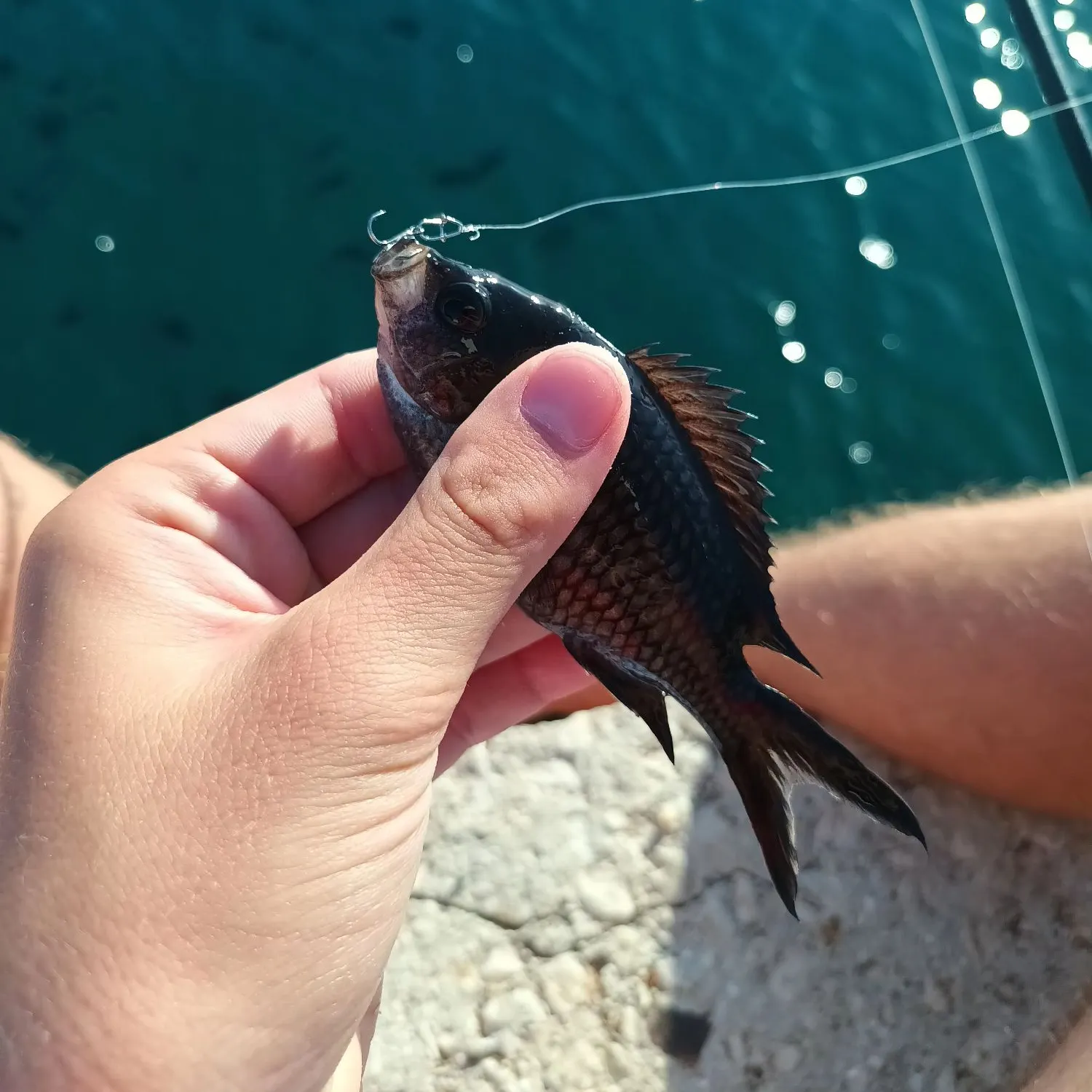 The most recent Mediterranean chromis catches on Fishbrain