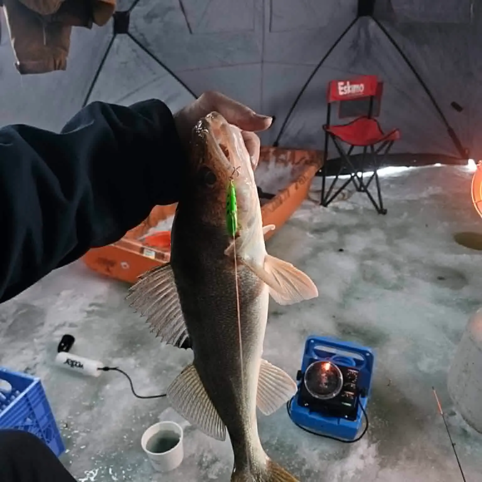 Walleye caught on Fishbrain