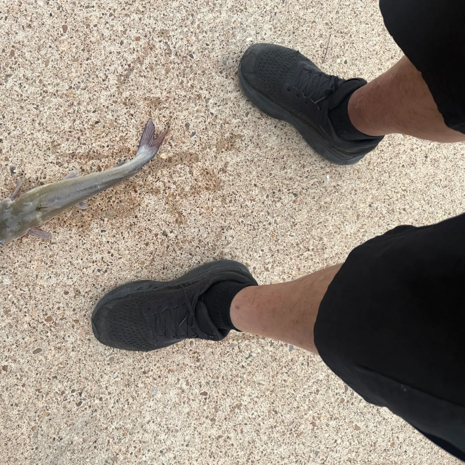 Channel catfish caught on Fishbrain