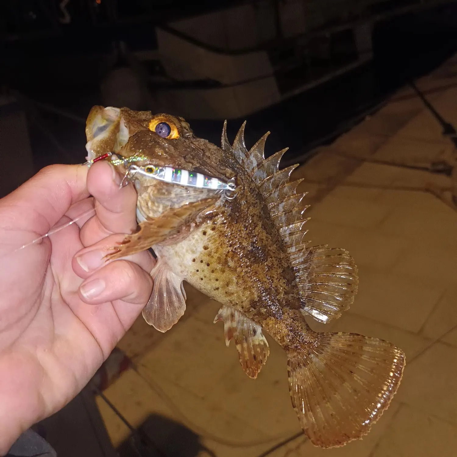 The most recent Black scorpionfish catches on Fishbrain