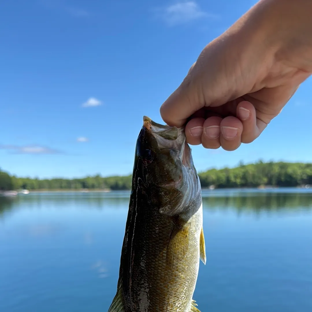 Smallmouth bass caught on Fishbrain