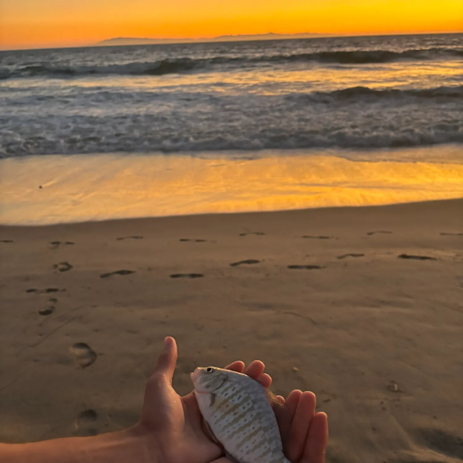Barred surfperch caught on Fishbrain