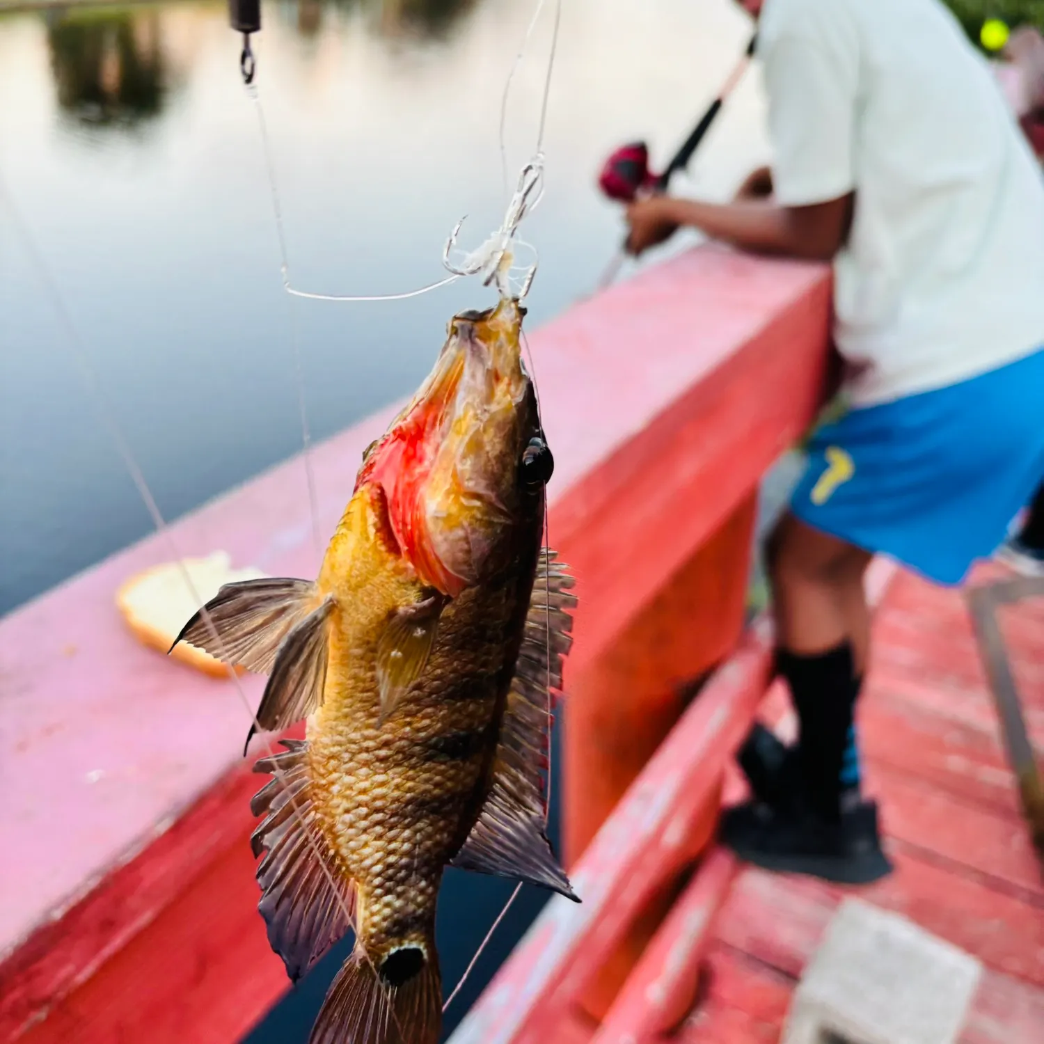 The most recent Redbreast tilapia catches on Fishbrain