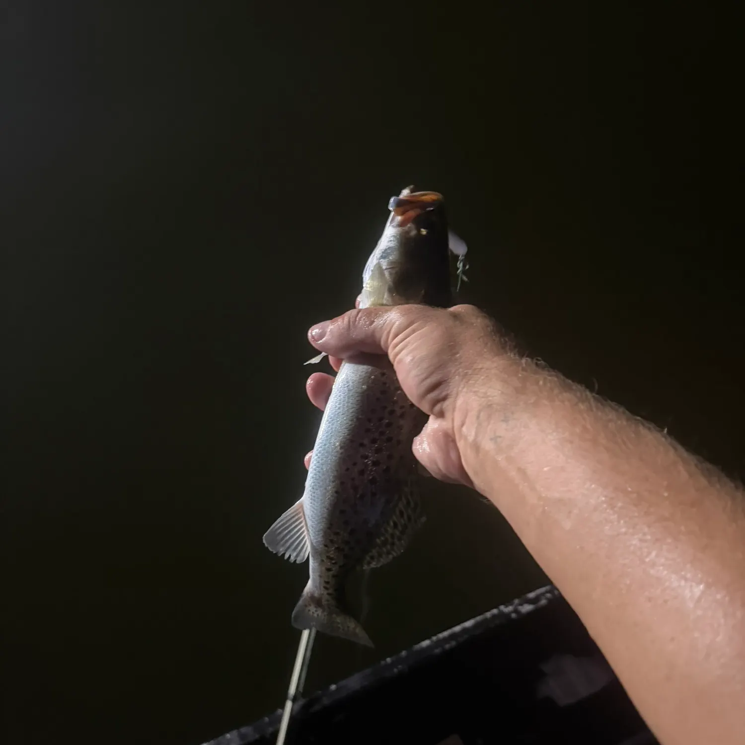 Spotted seatrout caught on Fishbrain