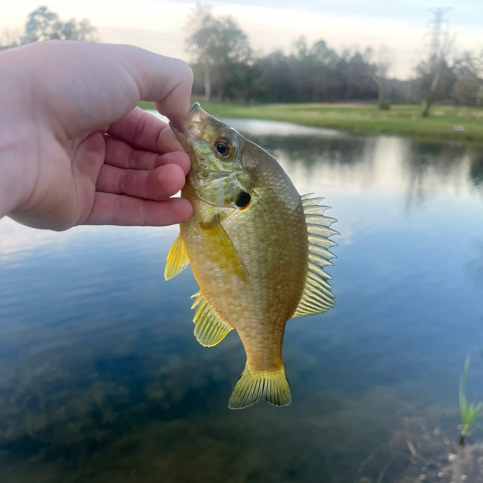 The most recent Redear sunfish catches on Fishbrain