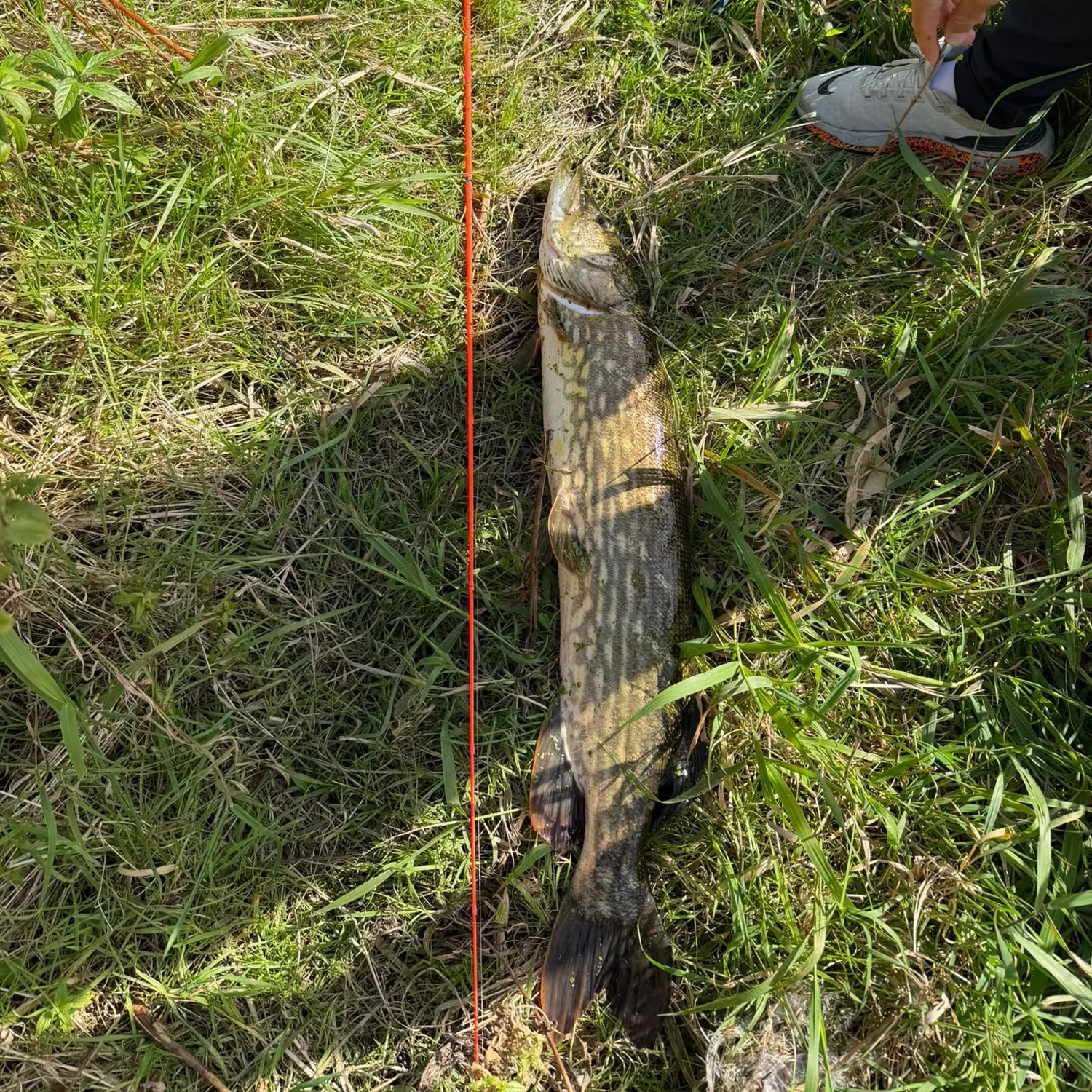 Northern pike caught on Fishbrain