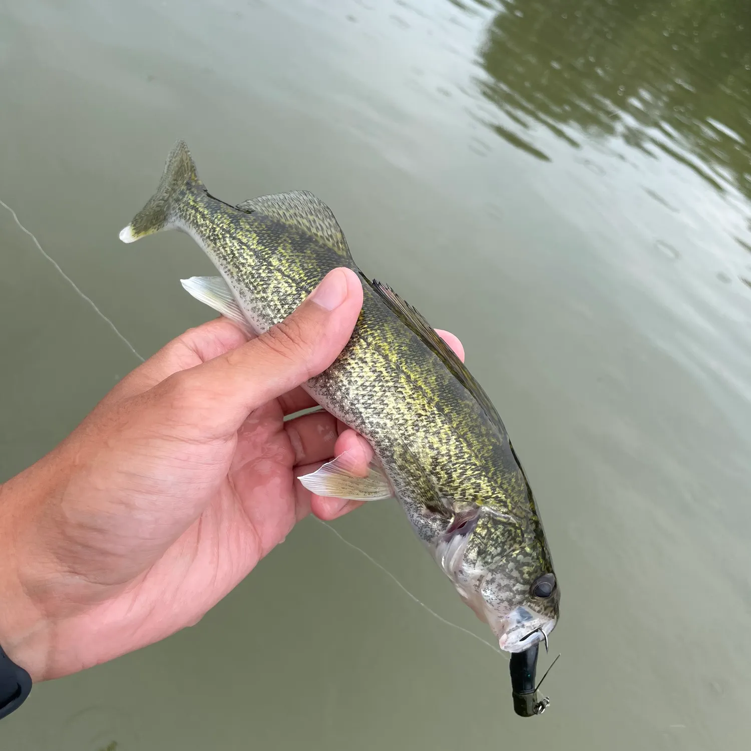Sauger caught on Fishbrain