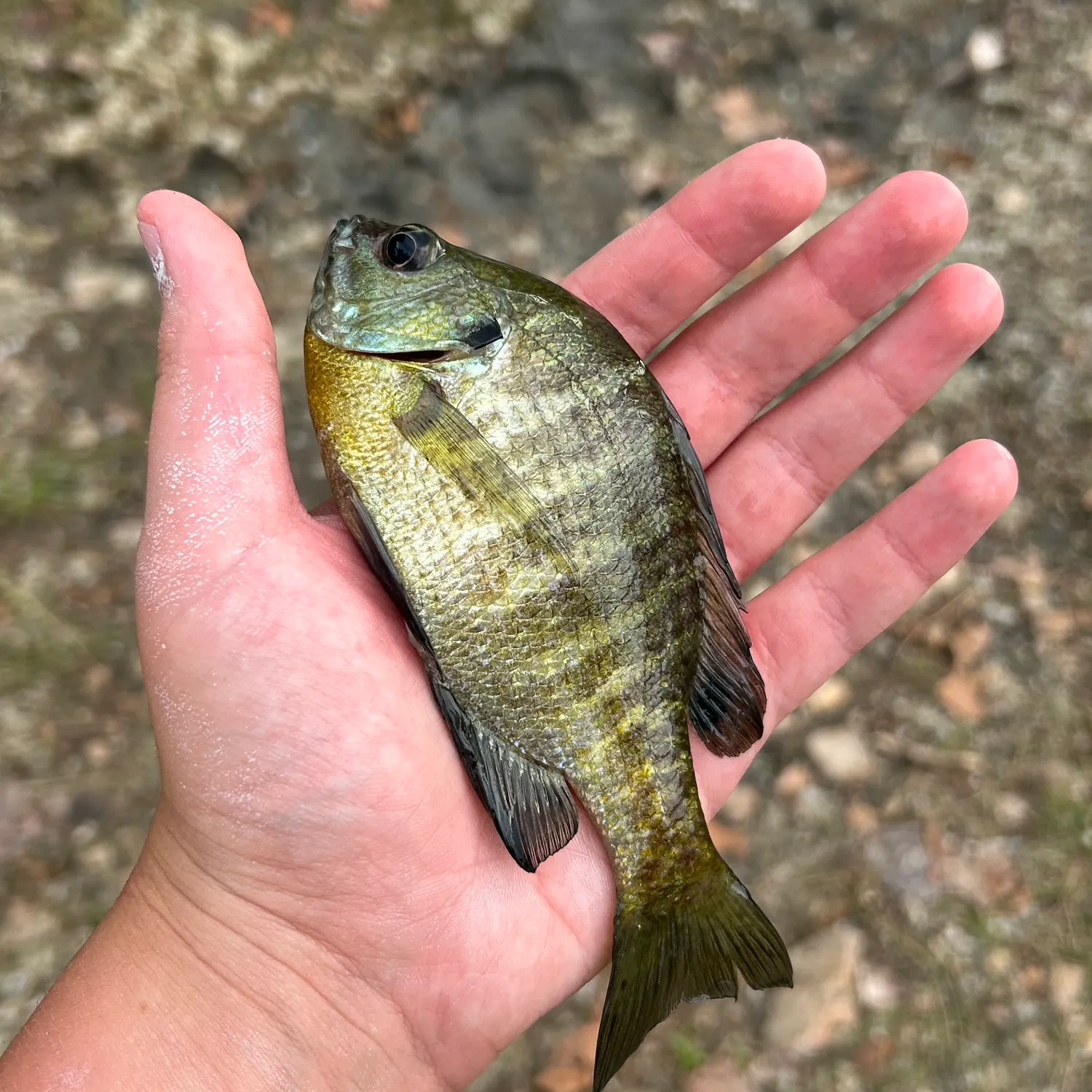 angler catch