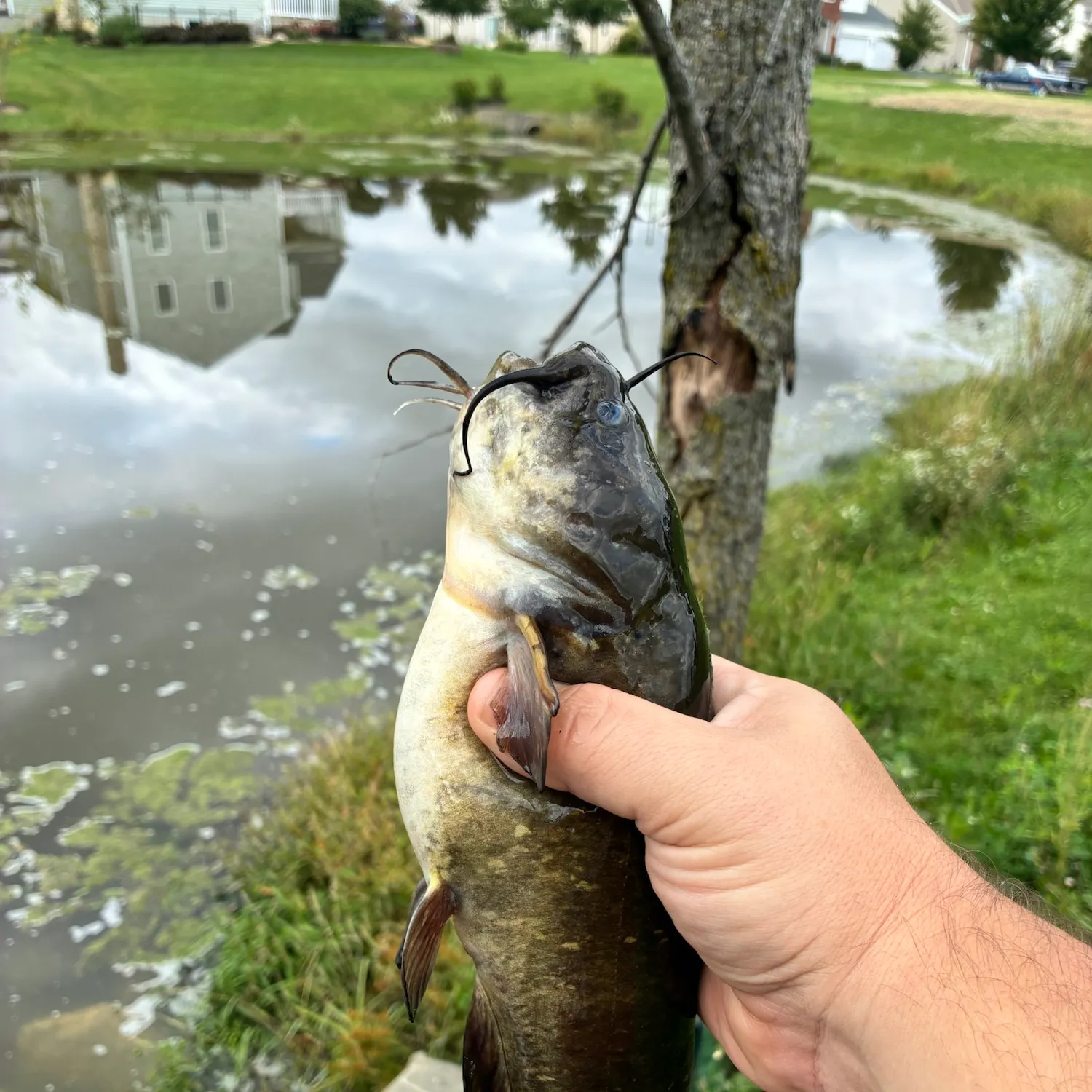 Yellow bullhead caught on Fishbrain
