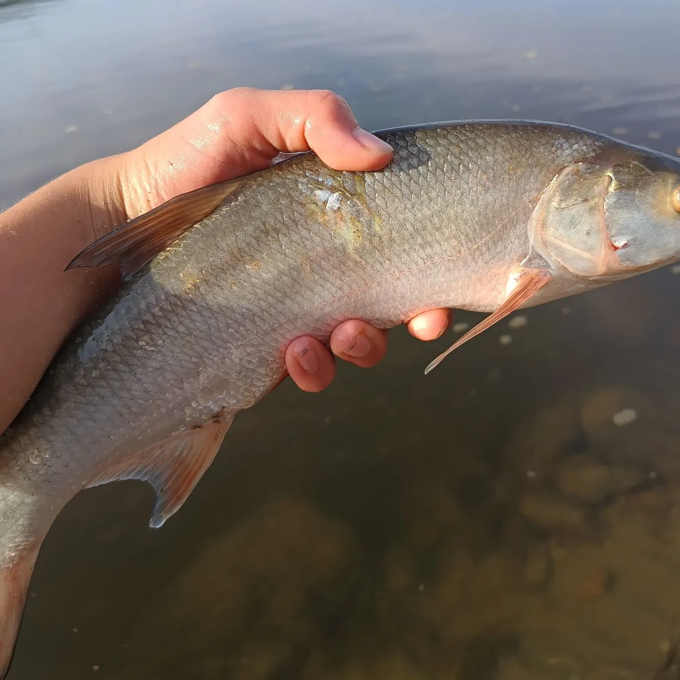 The most recent Asp catches on Fishbrain