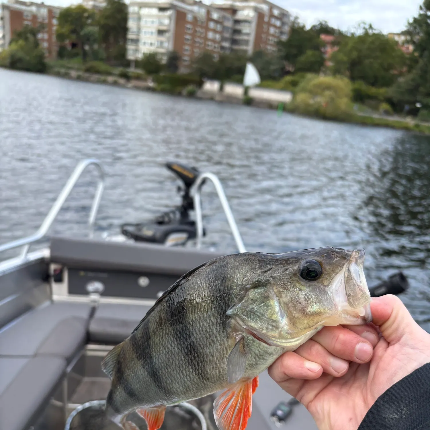 European perch caught on Fishbrain
