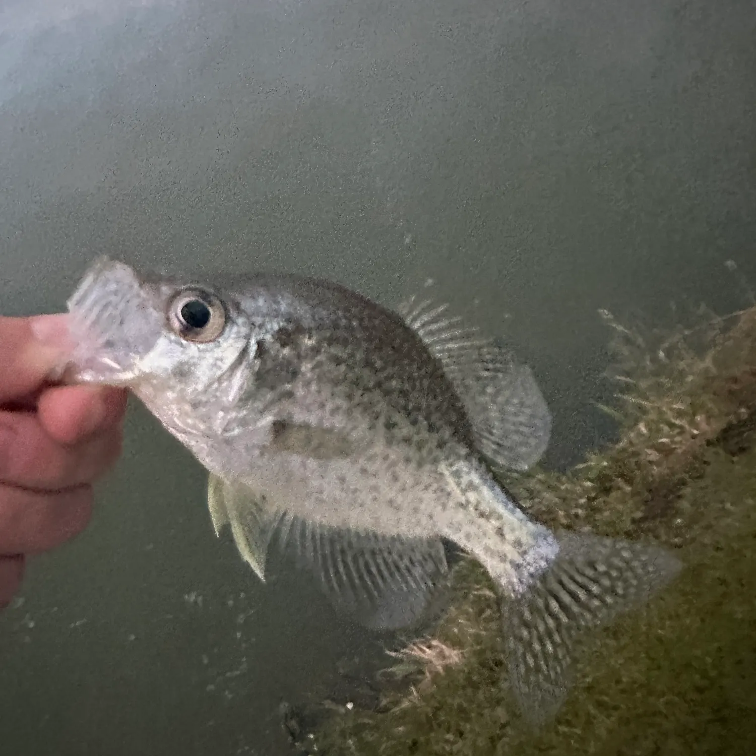 Black crappie caught on Fishbrain