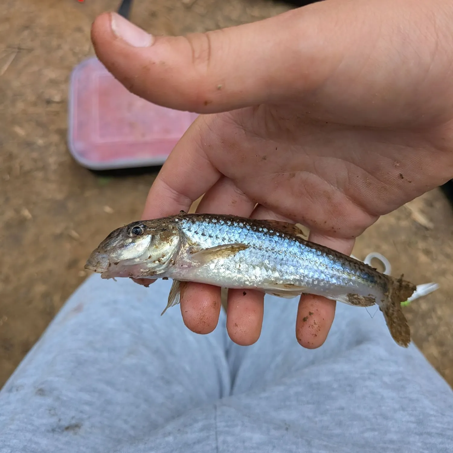 Common carp caught on Fishbrain
