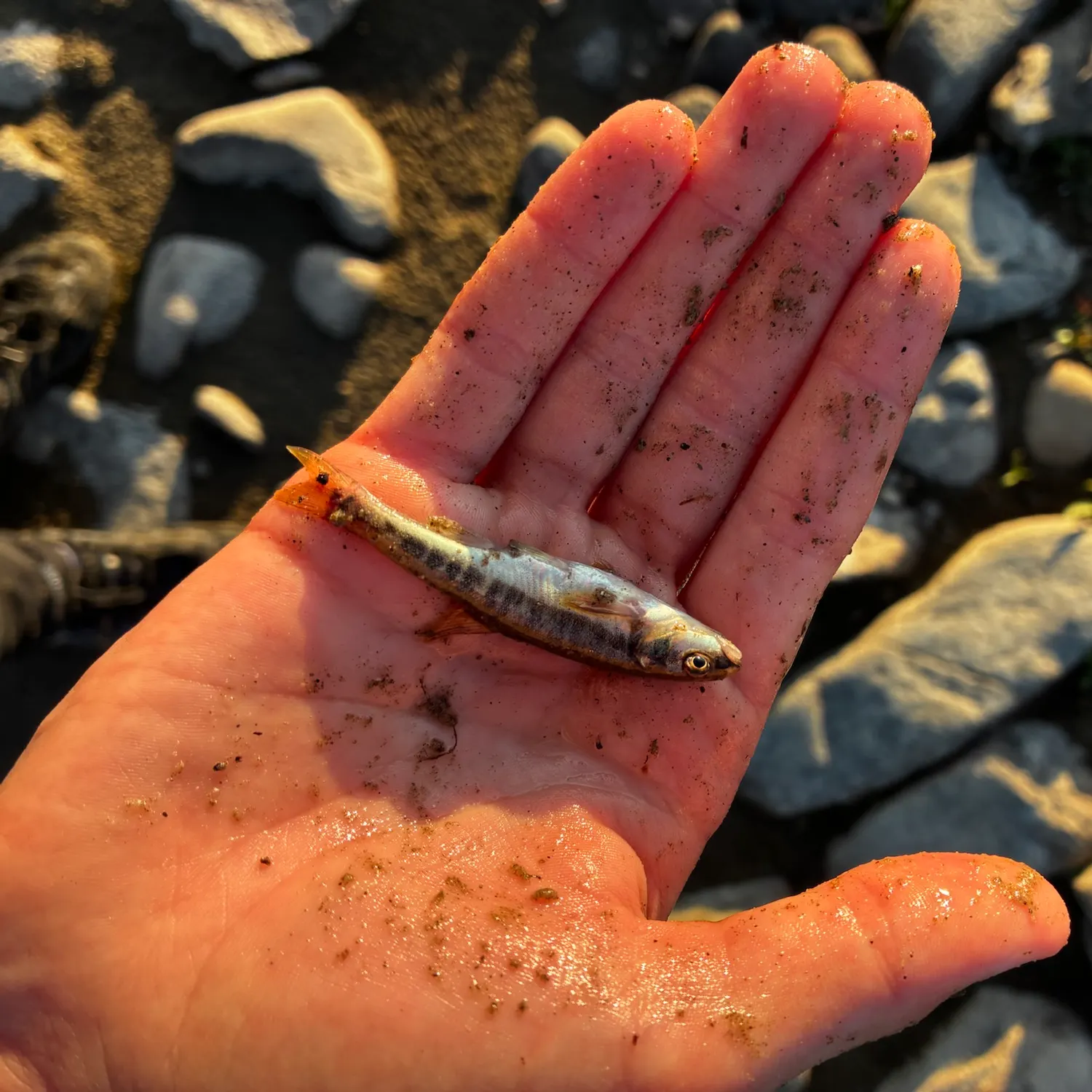 The most recent Fathead minnow catches on Fishbrain
