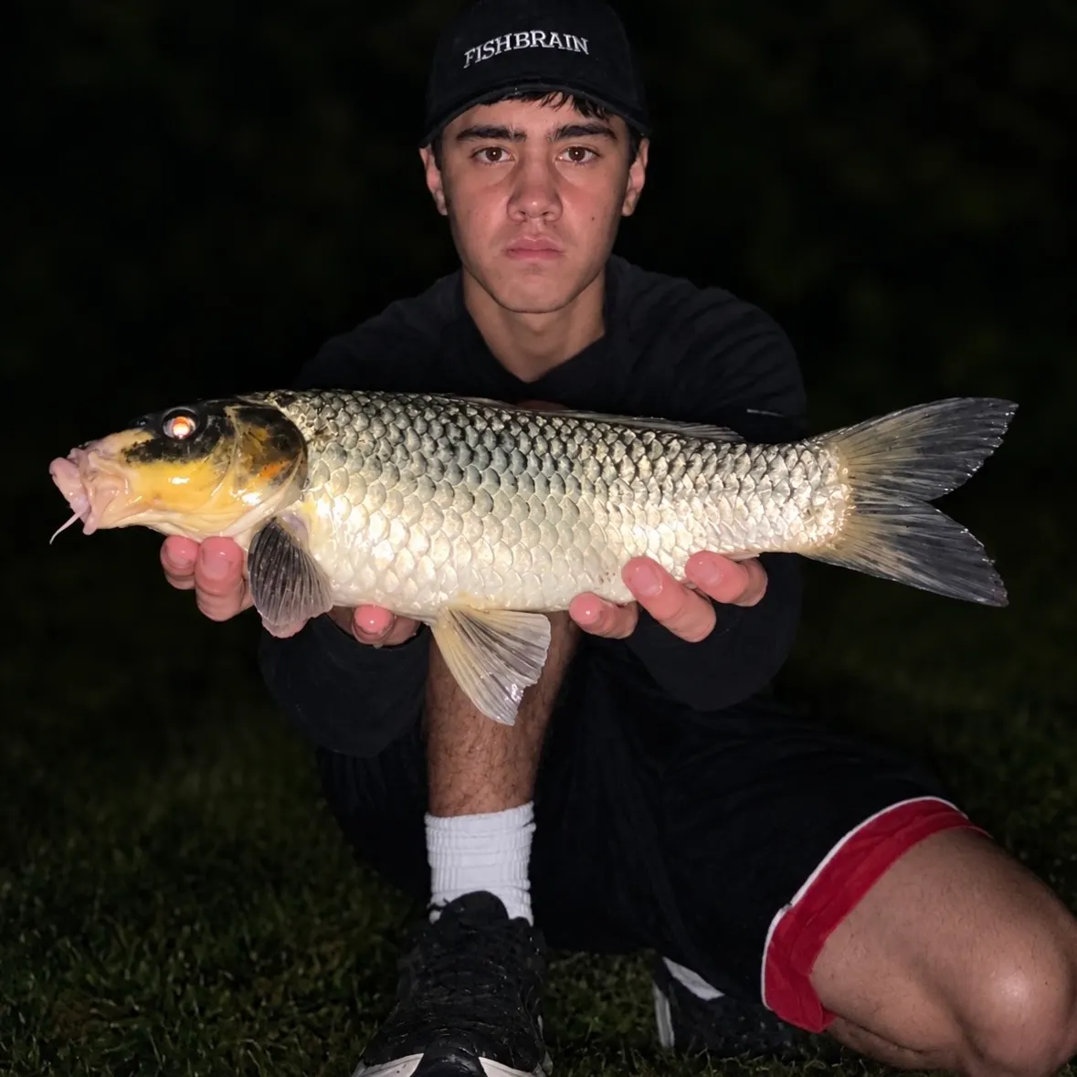 The most recent Koi carp catches on Fishbrain