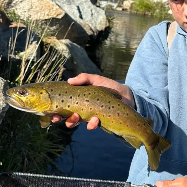 The most recent Brown trout catches on Fishbrain