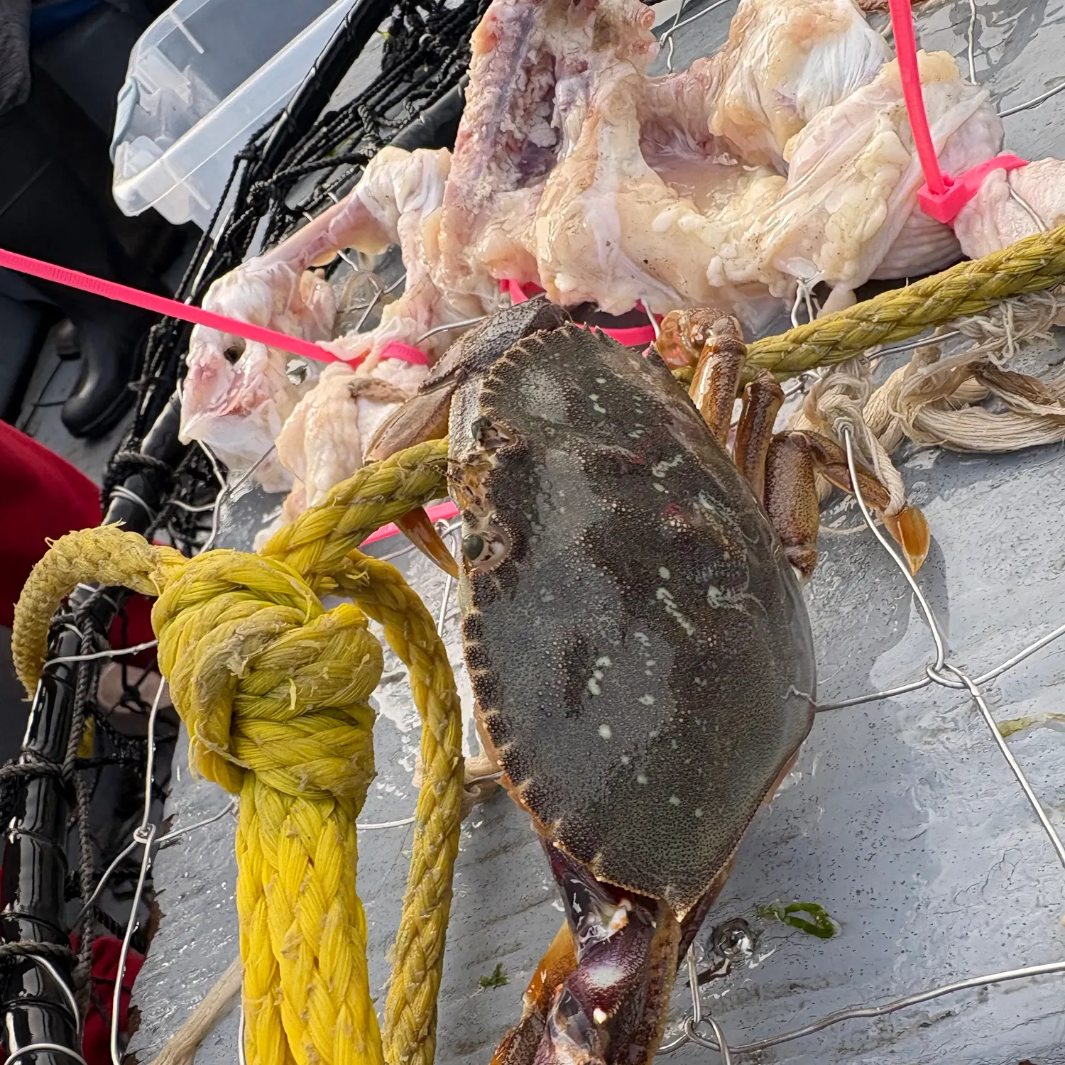Dungeness crab caught on Fishbrain
