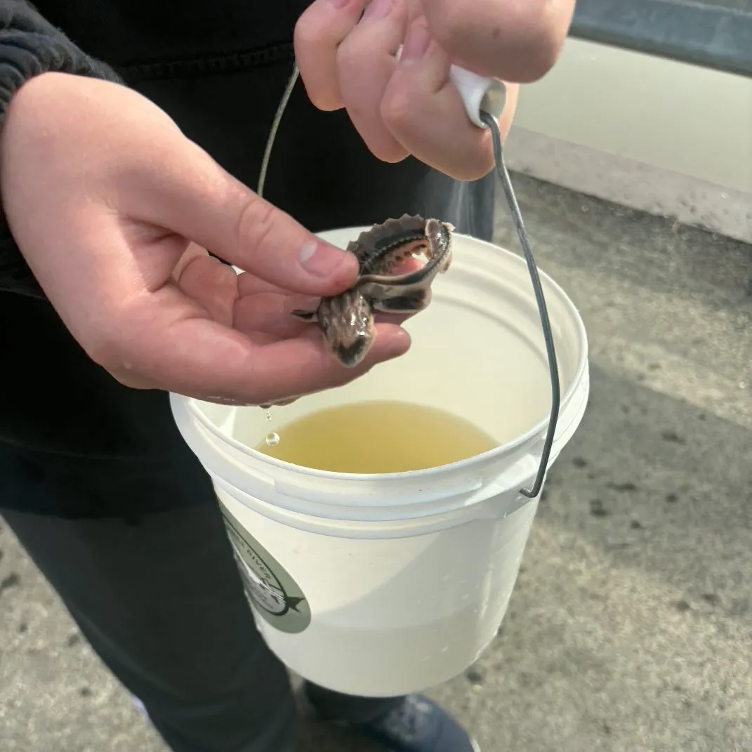 Lake sturgeon caught on Fishbrain