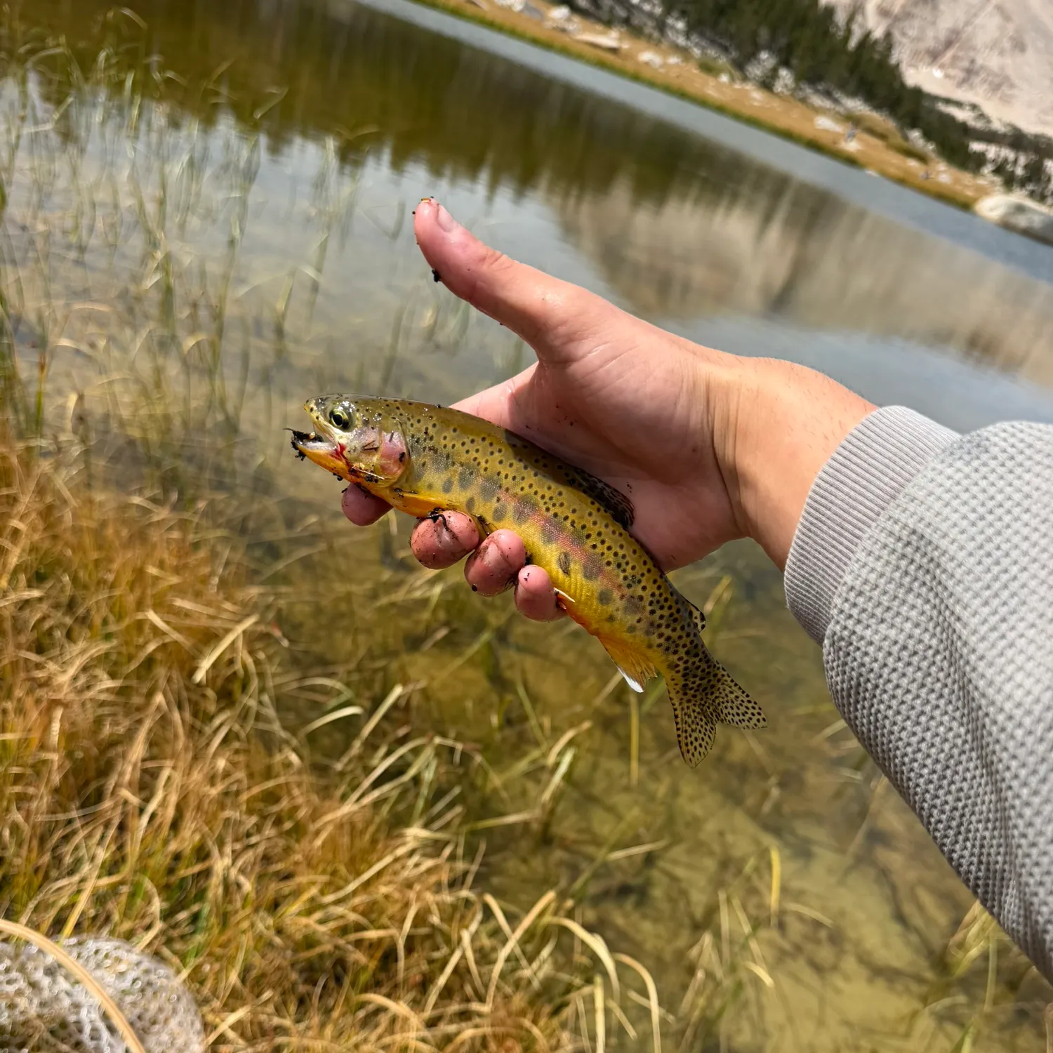 The most recent Golden trout catches on Fishbrain