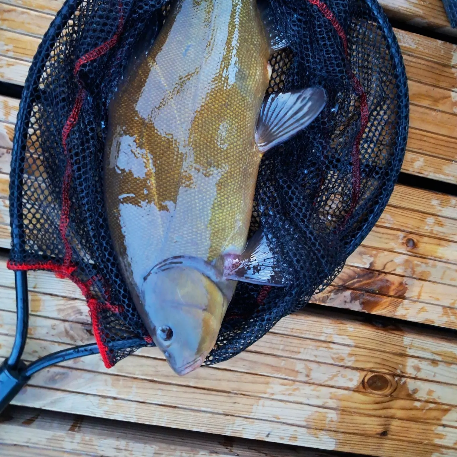 Tench caught on Fishbrain
