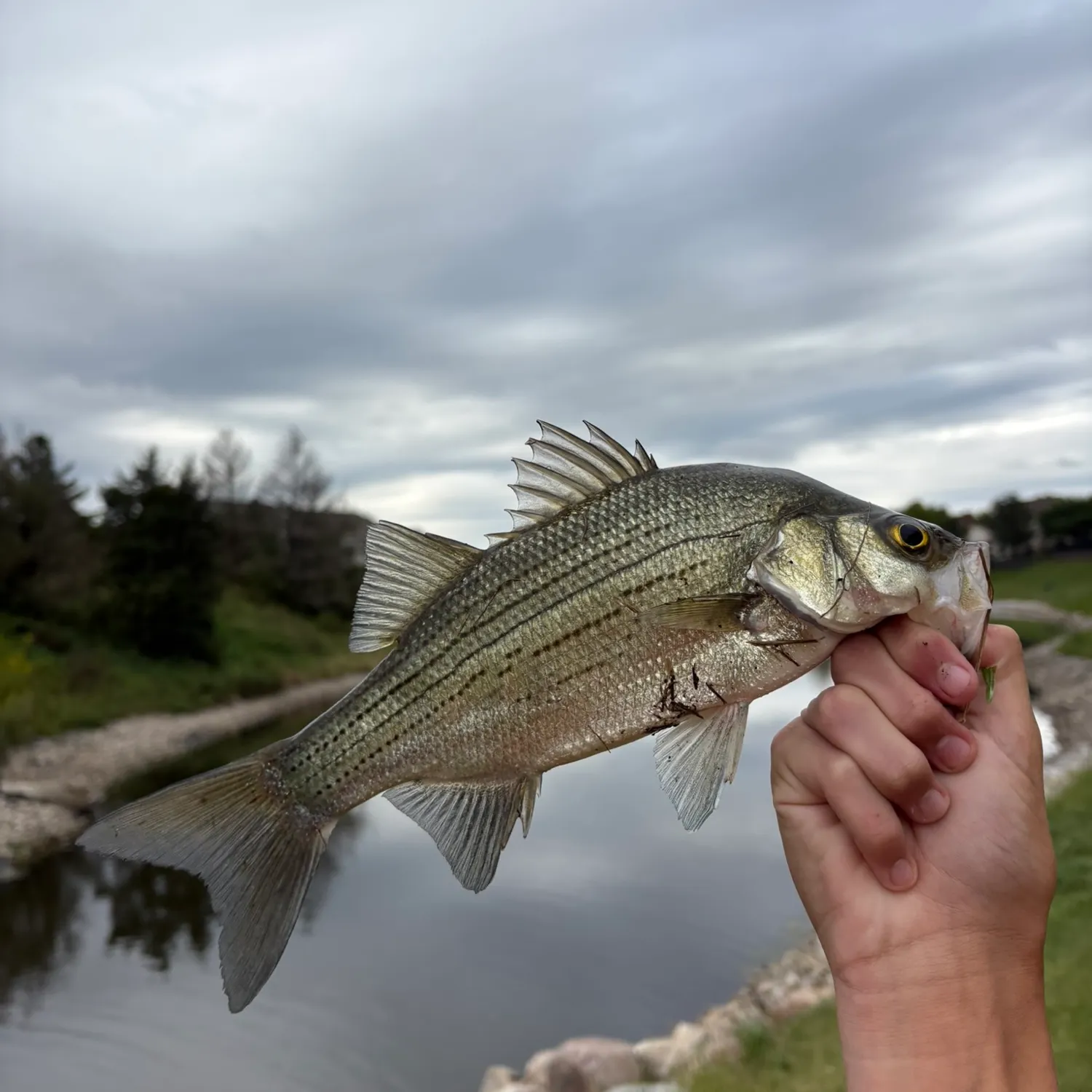 White bass caught on Fishbrain