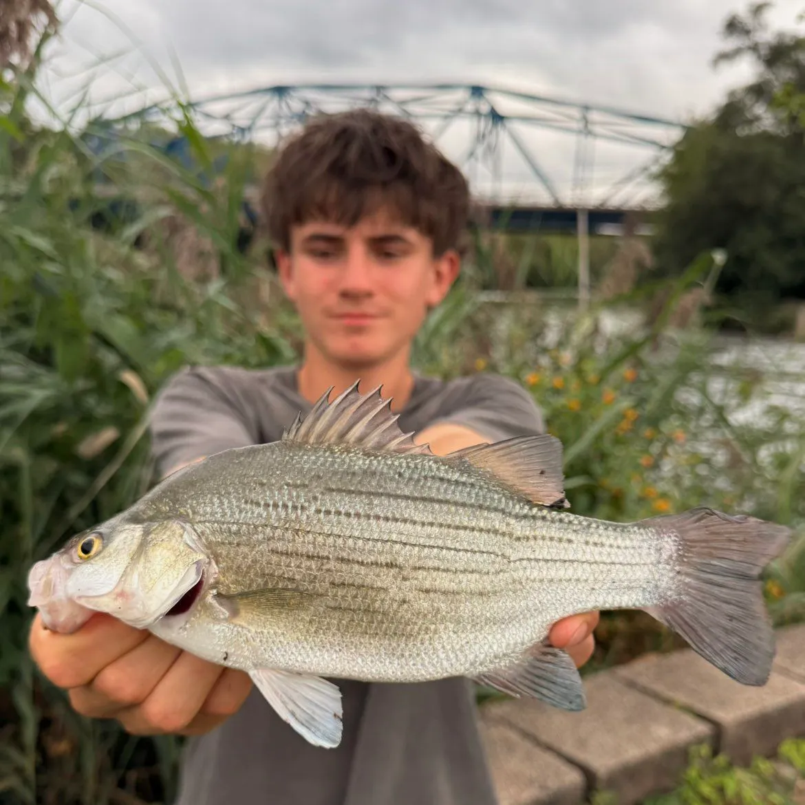 White bass caught on Fishbrain