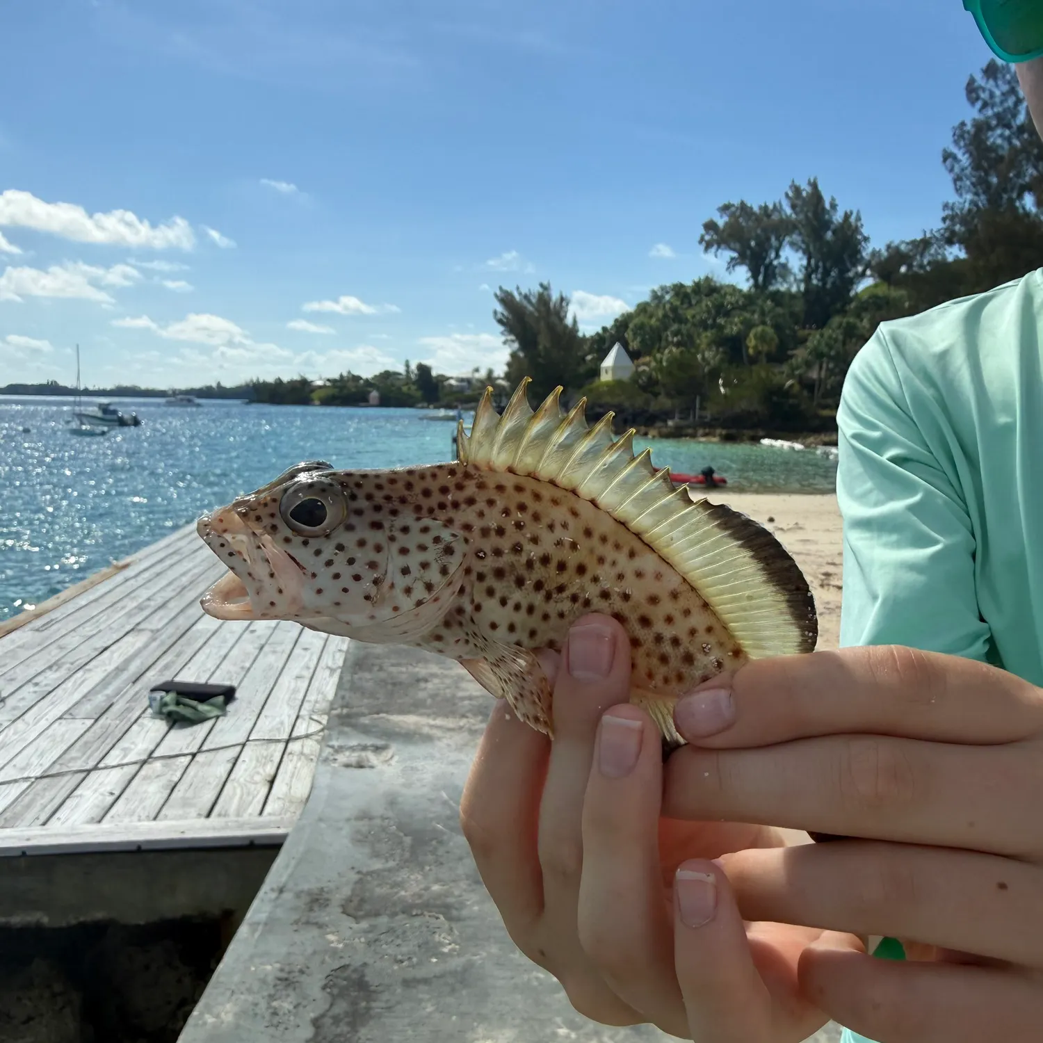The most recent Rock hind catches on Fishbrain
