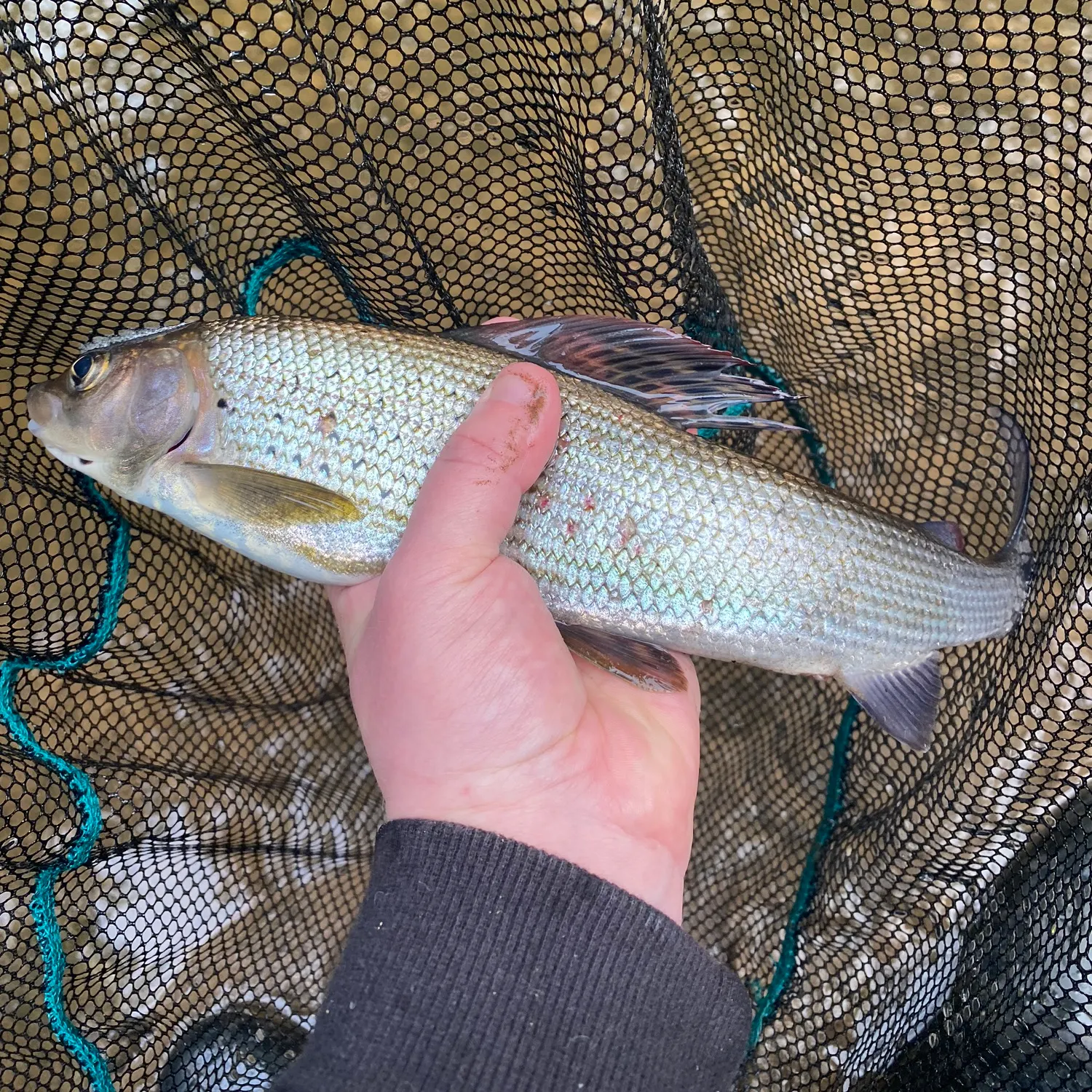 angler catch