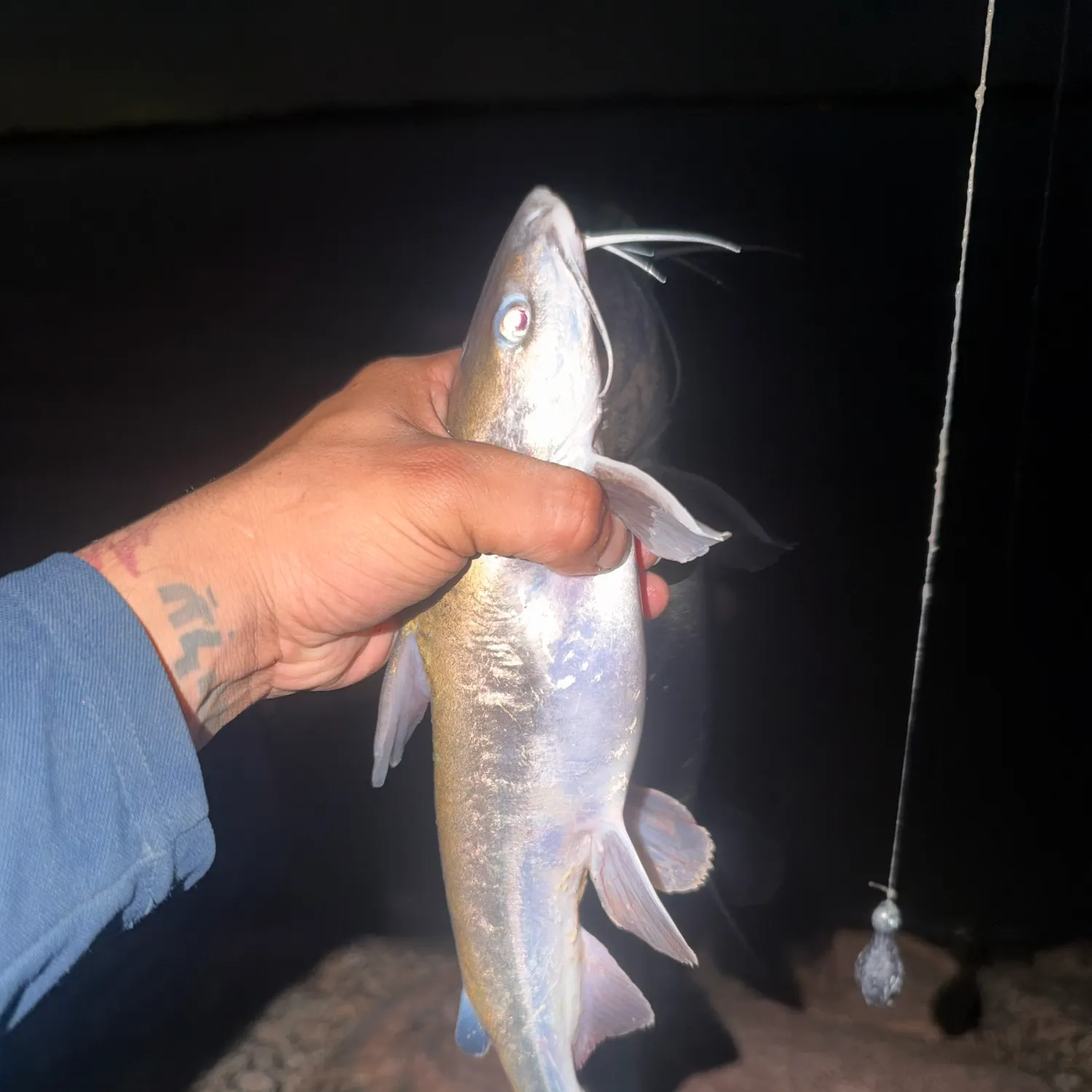 Hardhead sea catfish caught on Fishbrain