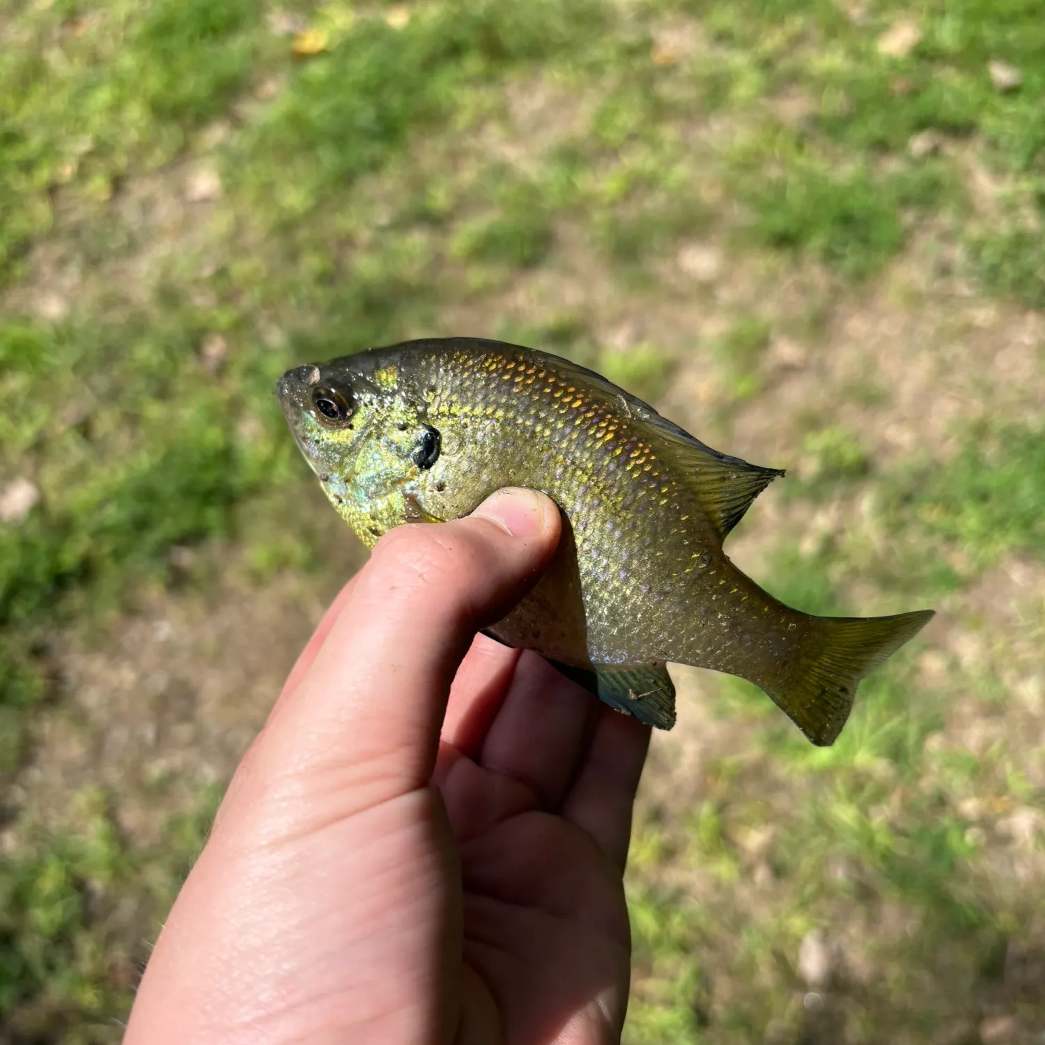 Bluegill caught on Fishbrain