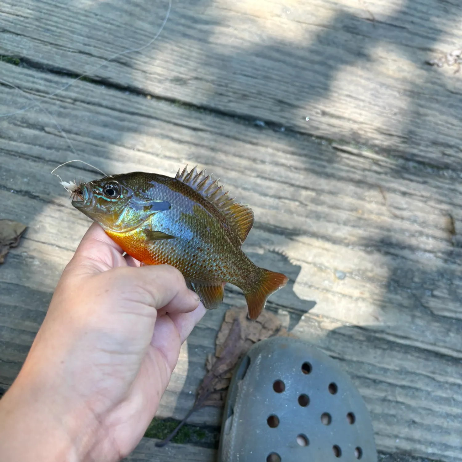Redbreast sunfish caught on Fishbrain