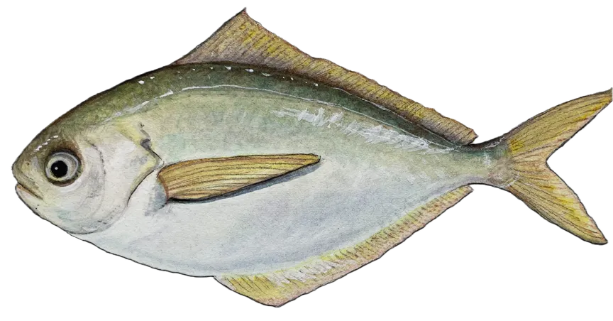 Pacific pompano