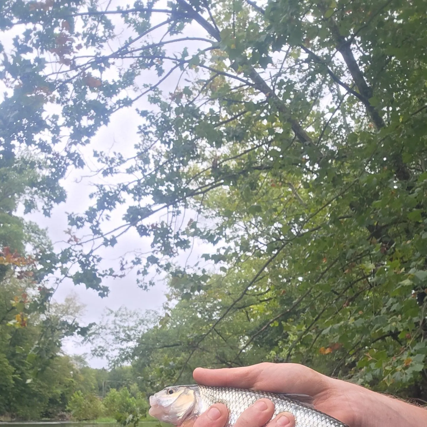 Fallfish caught on Fishbrain