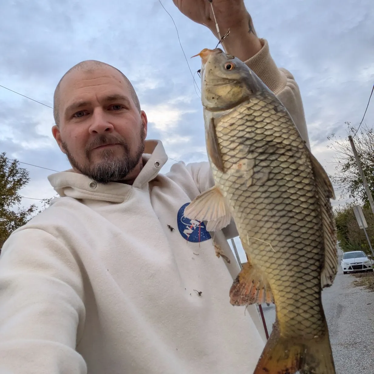 Common carp caught on Fishbrain