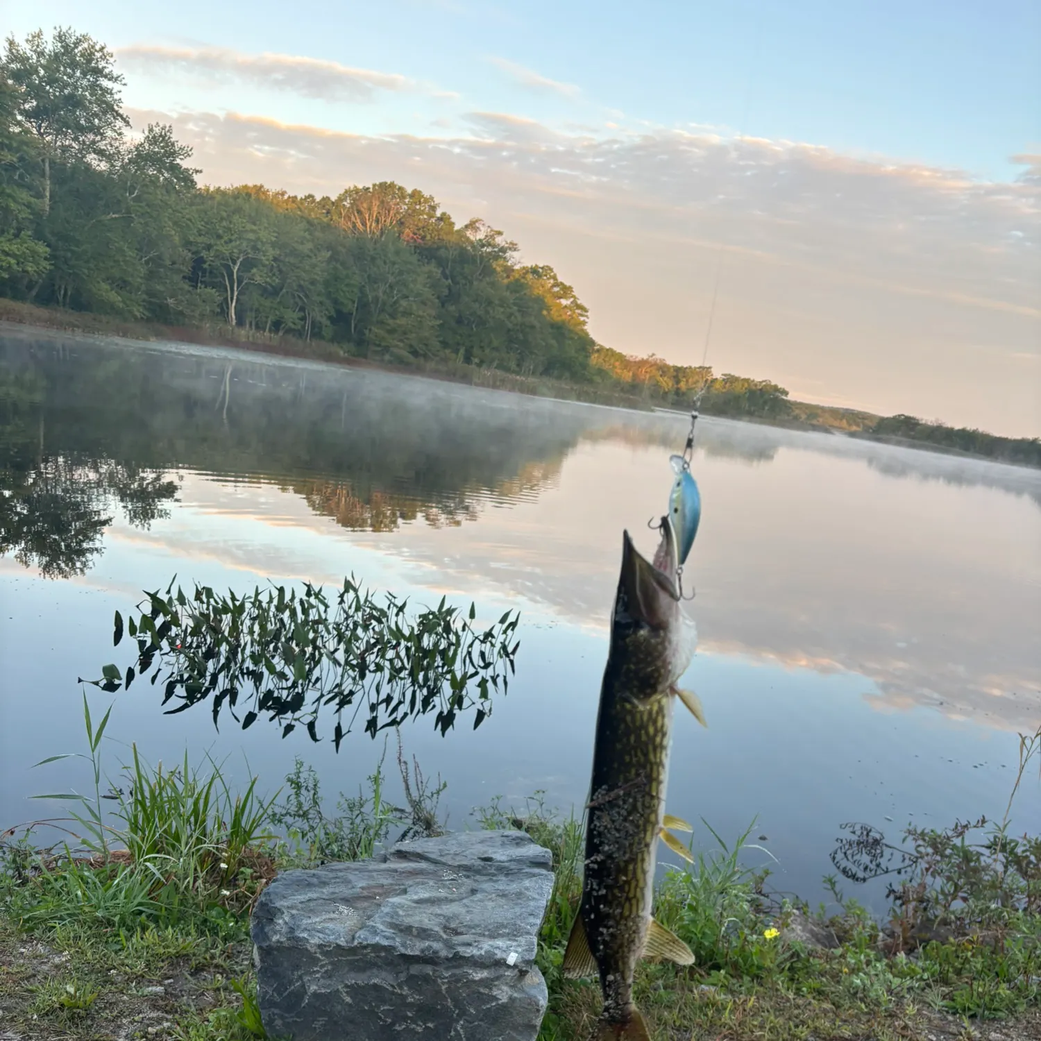 Chain pickerel caught on Fishbrain
