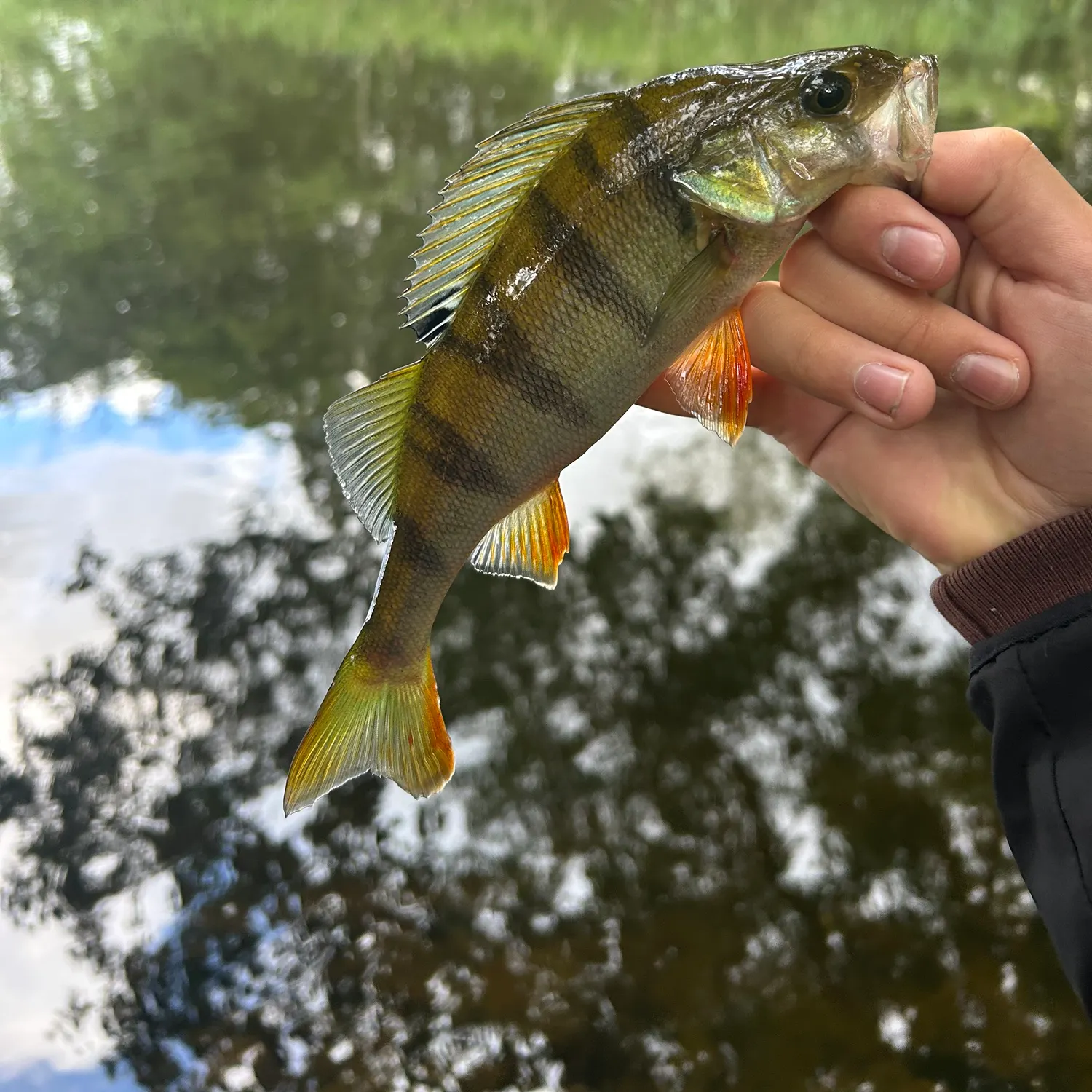 European perch caught on Fishbrain