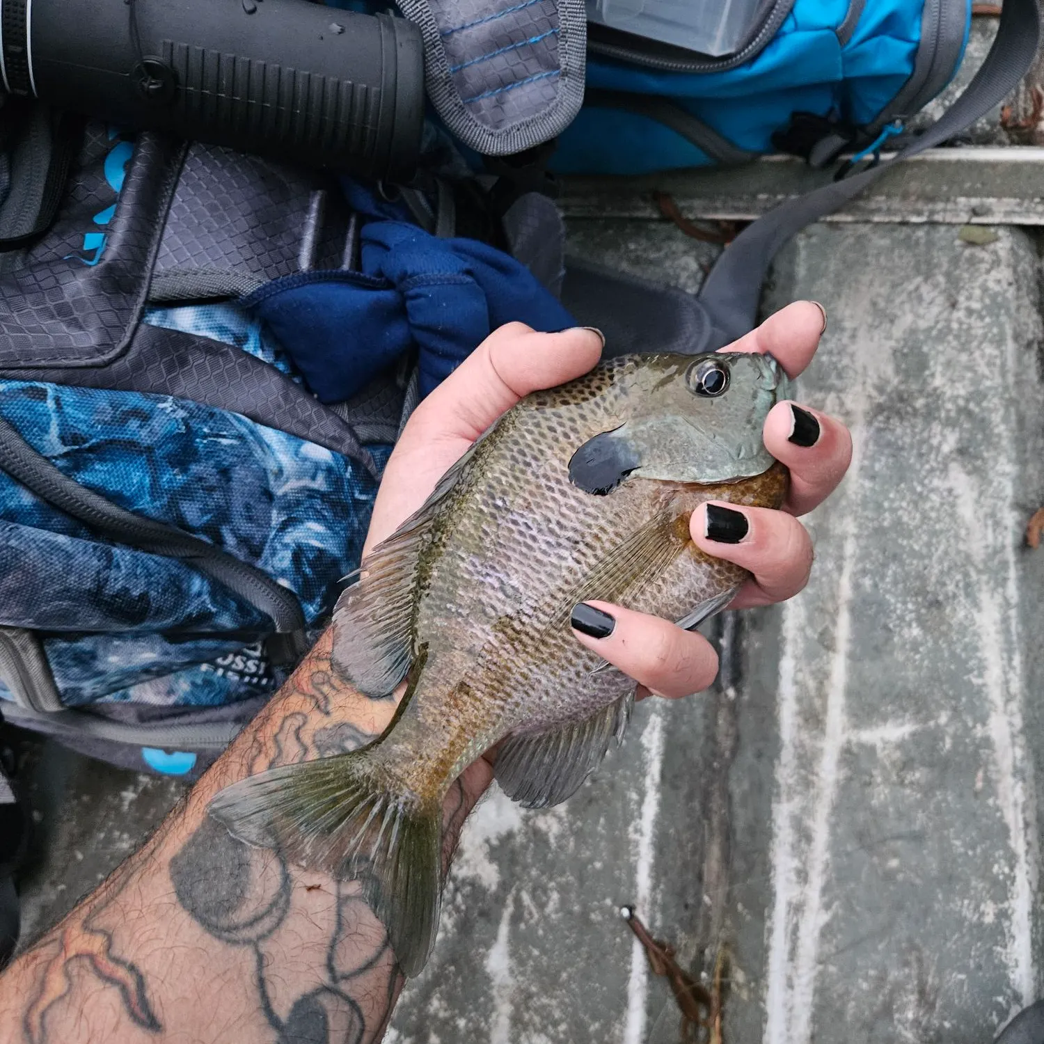 recently logged catches