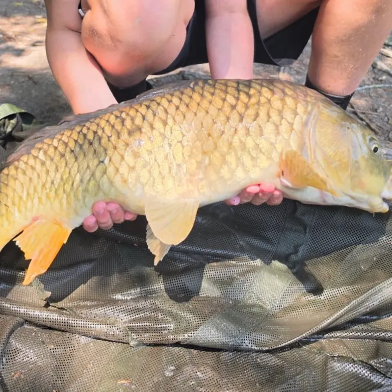Common carp caught on Fishbrain