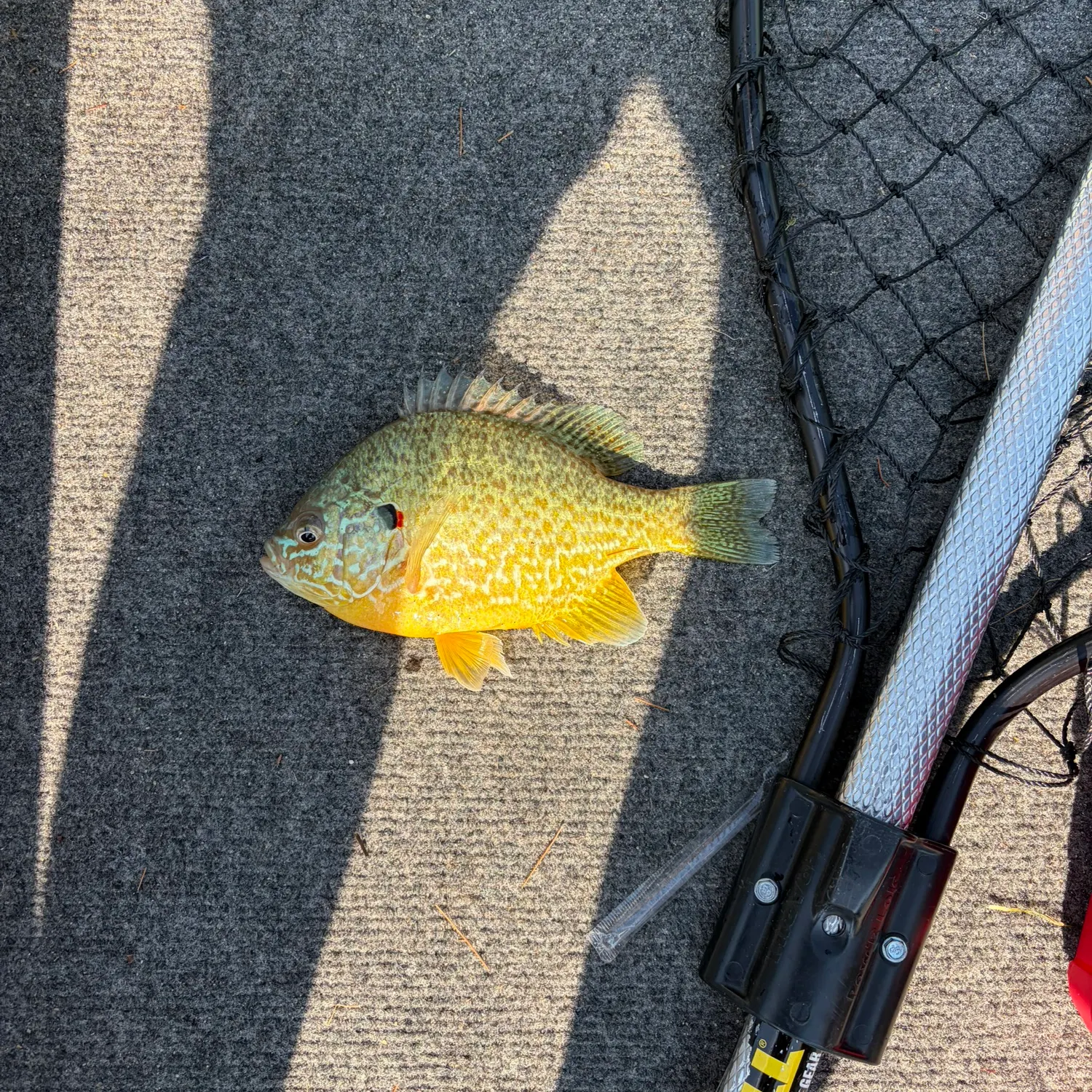 Pumpkinseed caught on Fishbrain