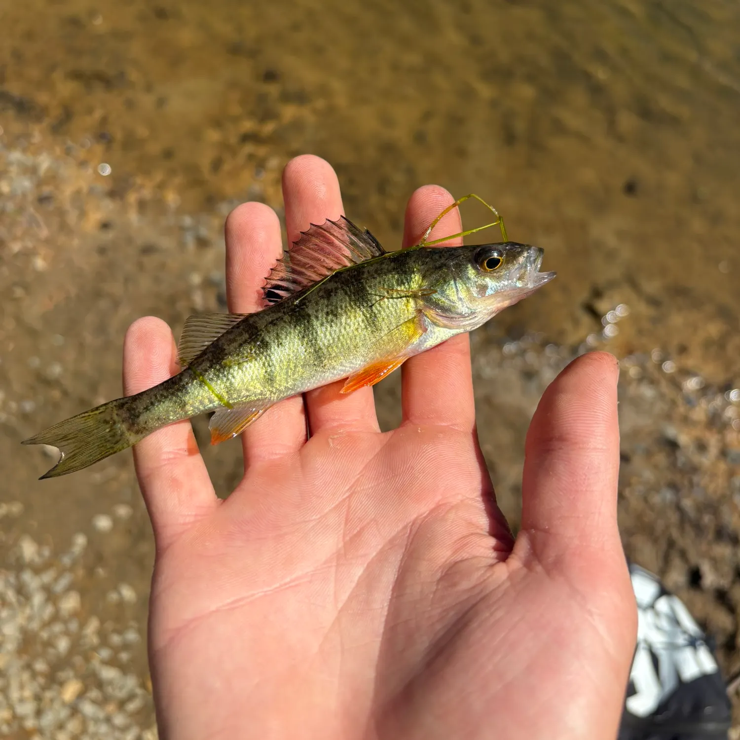 Yellow perch caught on Fishbrain